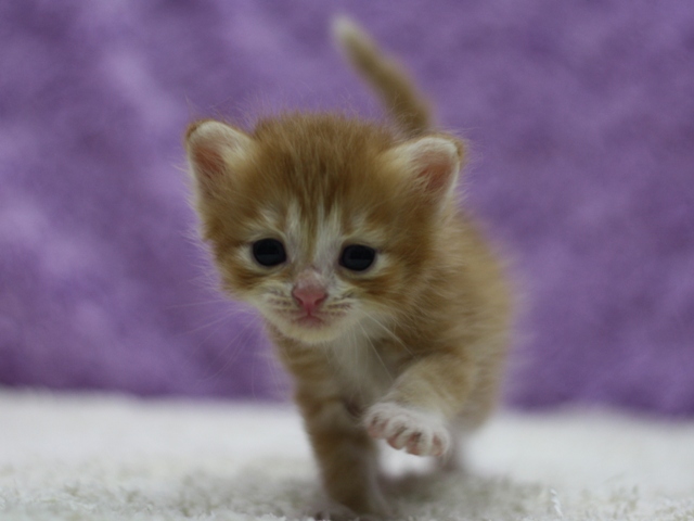 マンチカンの子猫画像