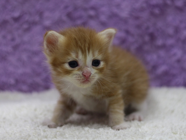 マンチカンの子猫画像