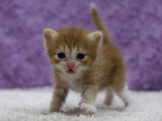 マンチカンの子猫画像