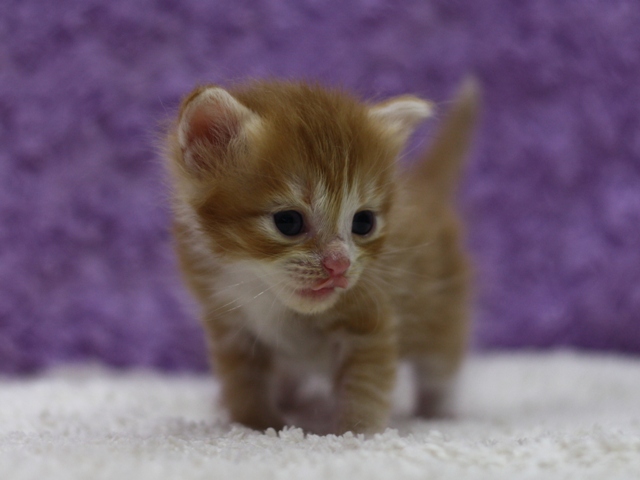 マンチカンの子猫画像