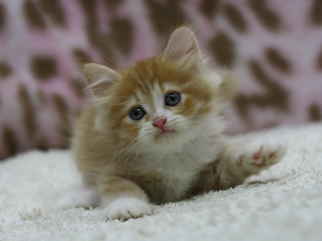 マンチカンの子猫画像