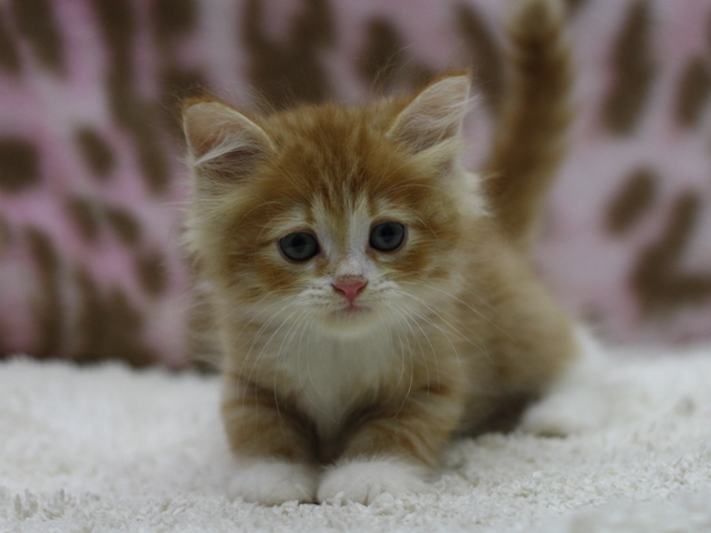 マンチカンの子猫画像