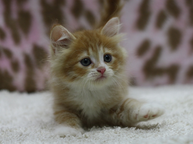 マンチカンの子猫画像