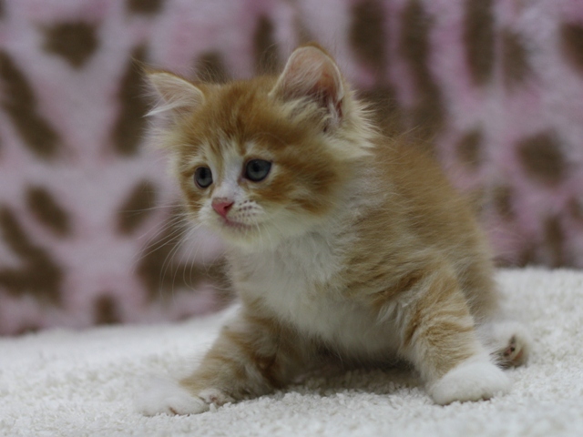 マンチカンの子猫画像