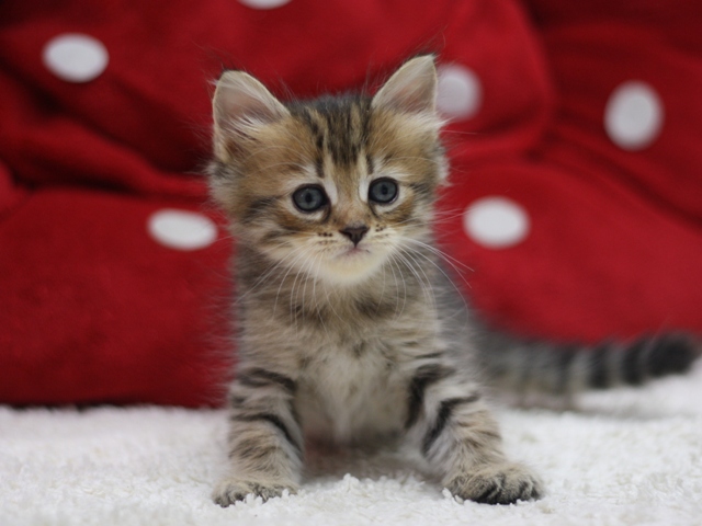 マンチカンの子猫画像