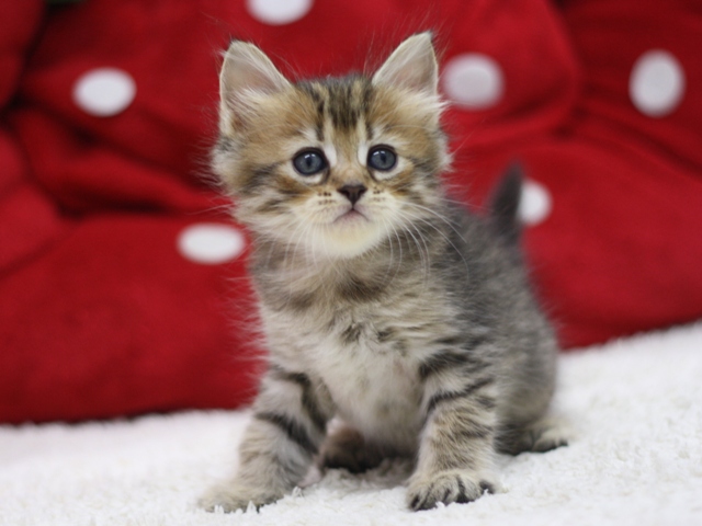 マンチカンの子猫画像