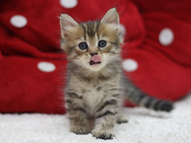 マンチカンの子猫画像