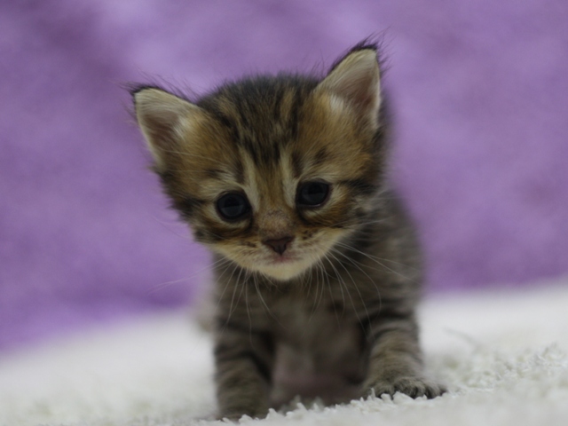 マンチカンの子猫画像