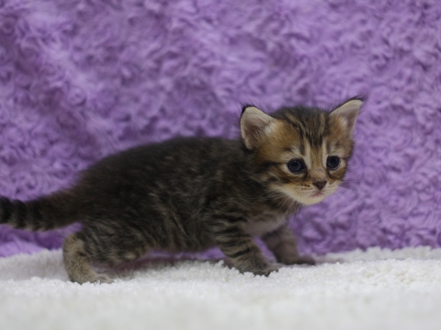 マンチカンの子猫画像