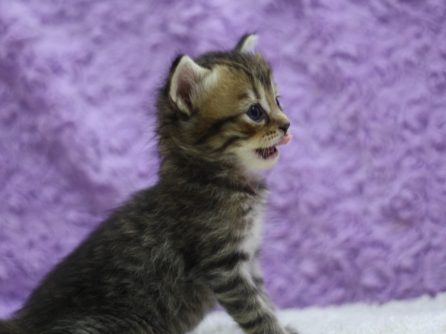 マンチカンの子猫画像