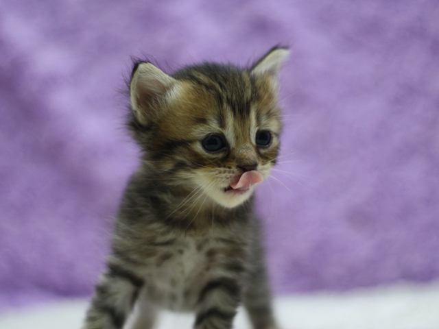 マンチカンの子猫画像