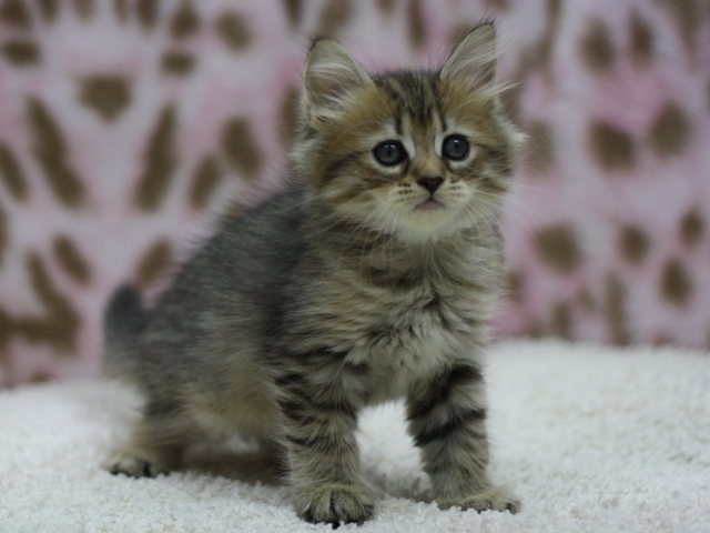 マンチカンの子猫画像