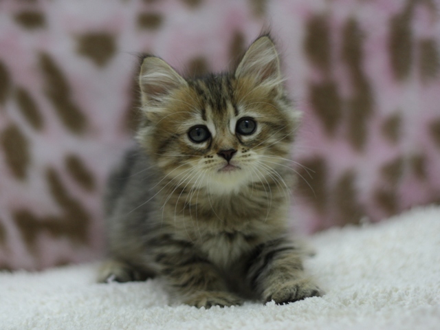 マンチカンの子猫画像