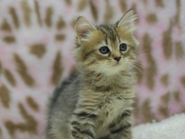 マンチカンの子猫画像