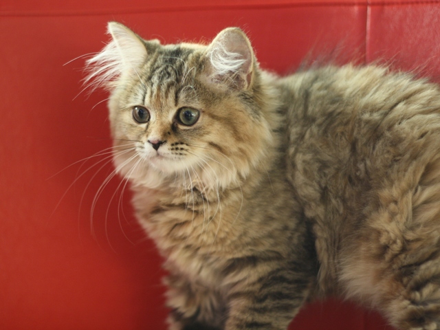 マンチカンの子猫画像