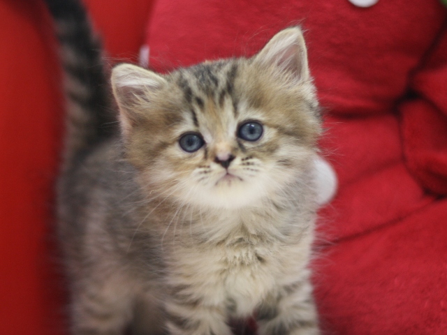 マンチカンの子猫画像