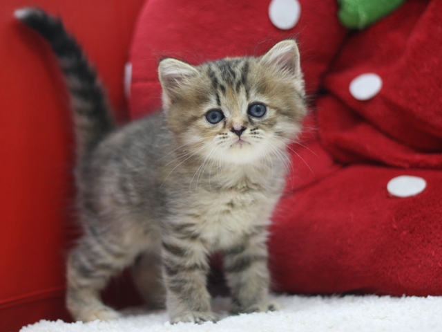 マンチカンの子猫画像