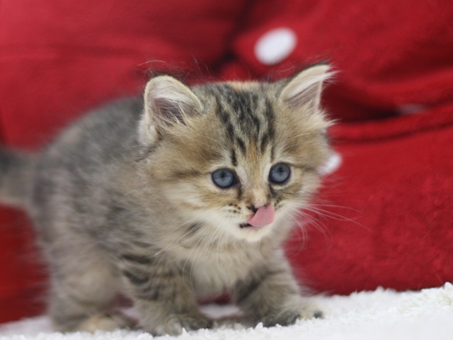 マンチカンの子猫画像