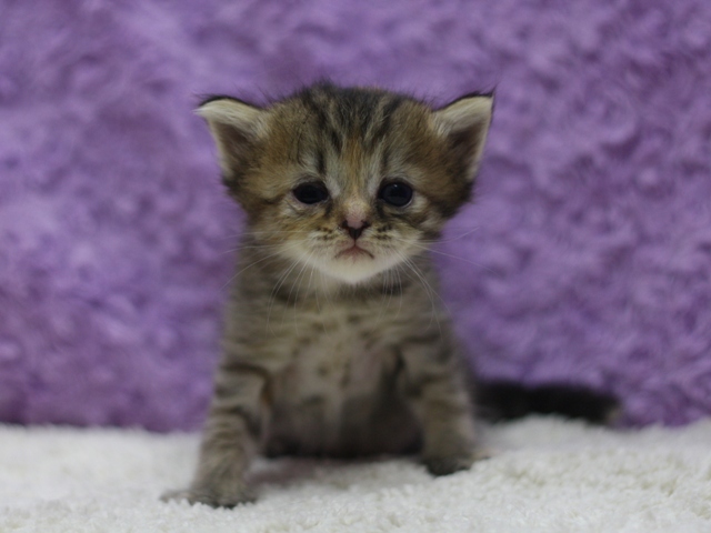 マンチカンの子猫画像