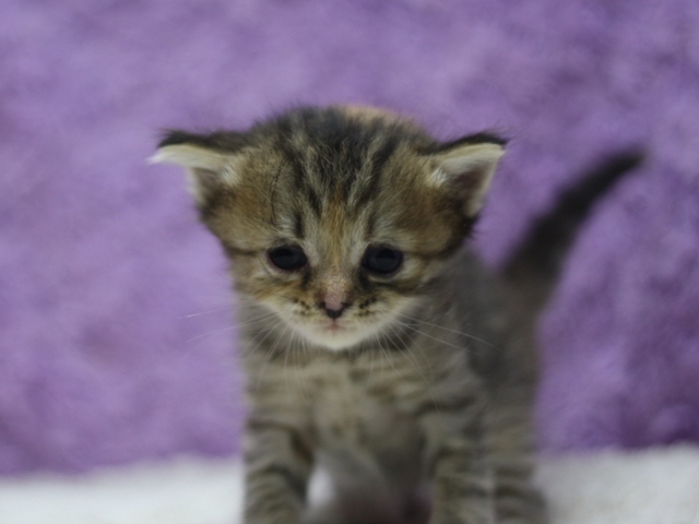 マンチカンの子猫画像