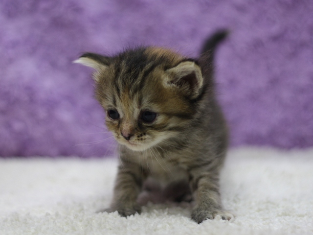 マンチカンの子猫画像