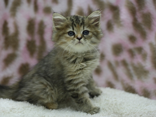 マンチカンの子猫画像