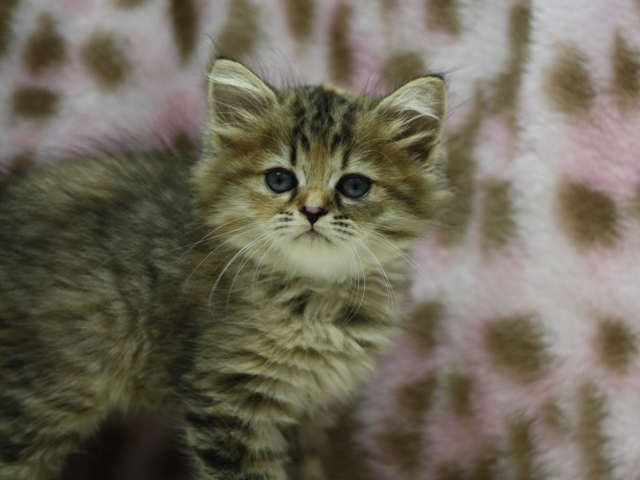 マンチカンの子猫画像