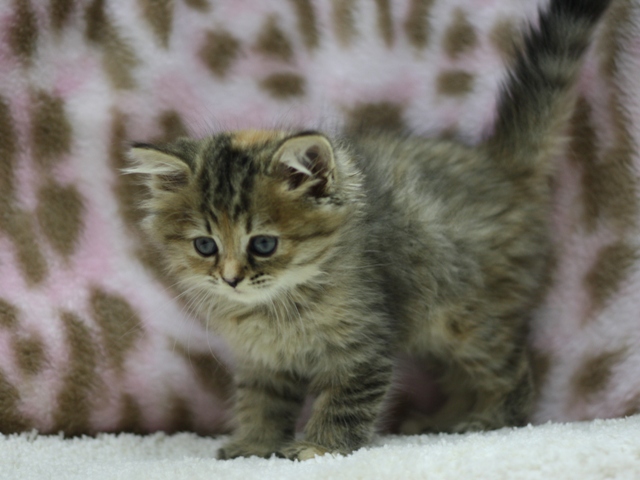 マンチカンの子猫画像