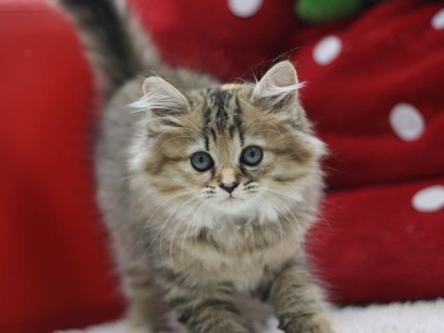 マンチカンの子猫画像