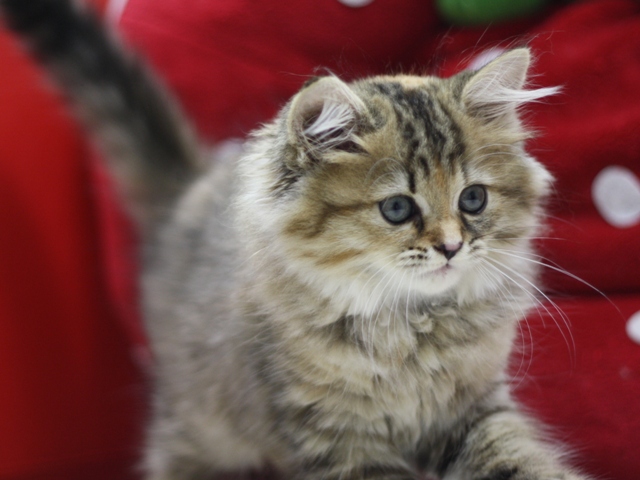 マンチカンの子猫画像