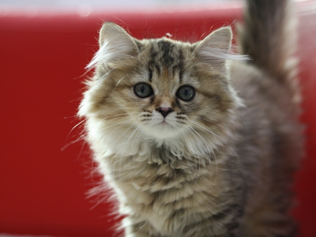 マンチカンの子猫画像