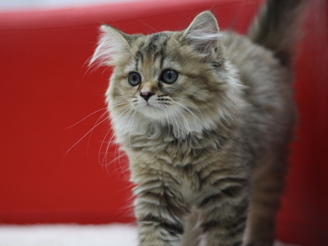 マンチカンの子猫画像