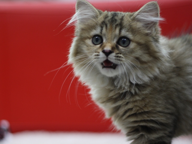 マンチカンの子猫画像