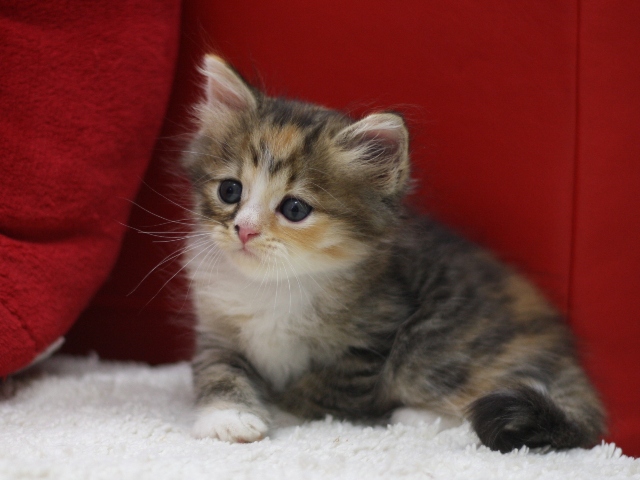 マンチカンの子猫画像