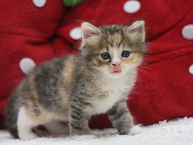 マンチカンの子猫画像