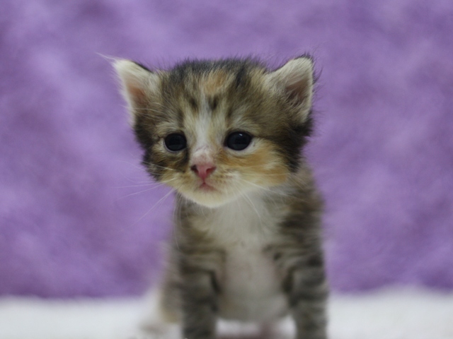 マンチカンの子猫画像