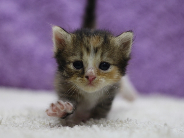 マンチカンの子猫画像