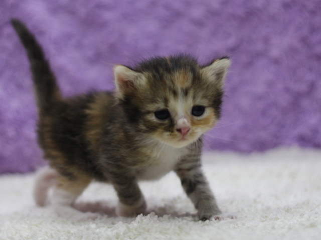 マンチカンの子猫画像