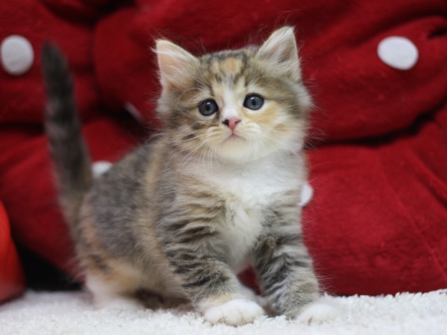 マンチカンの子猫画像