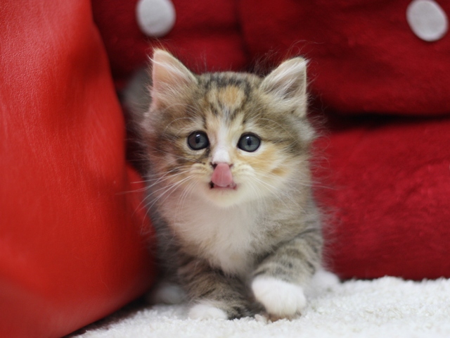 マンチカンの子猫画像