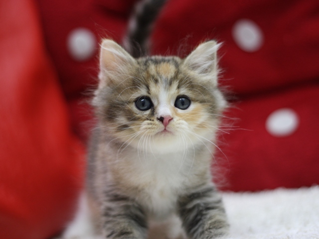 マンチカンの子猫画像