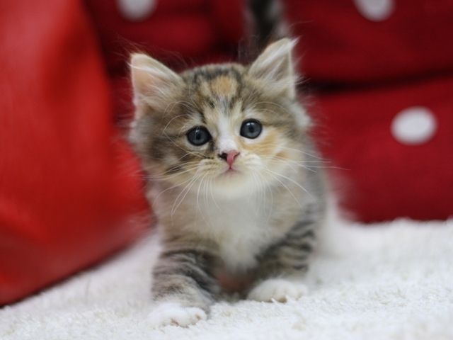 マンチカンの子猫画像