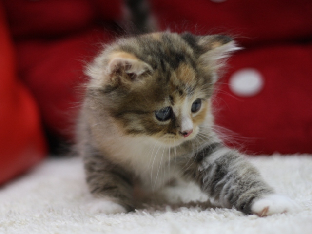 マンチカンの子猫画像