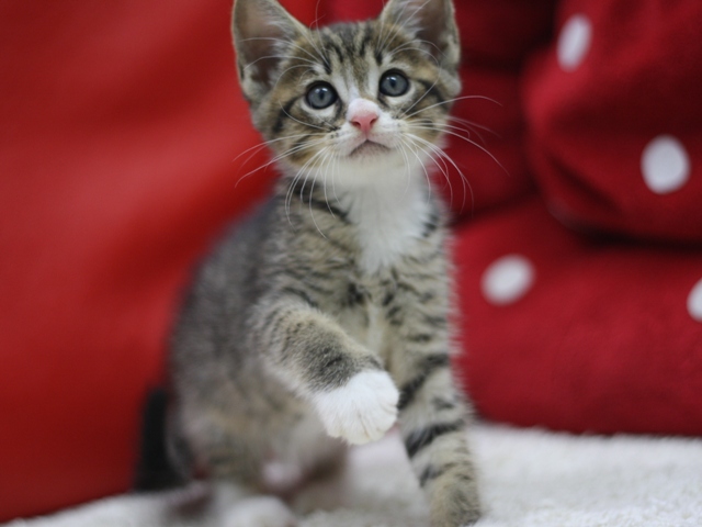 マンチカンの子猫画像