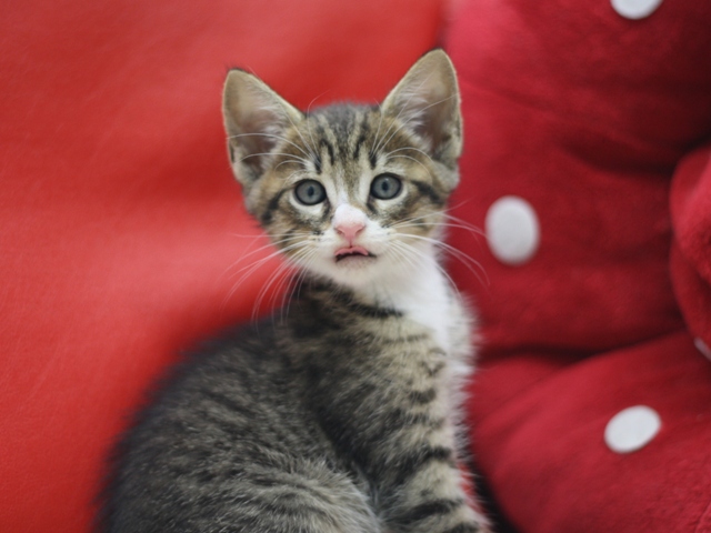 マンチカンの子猫画像