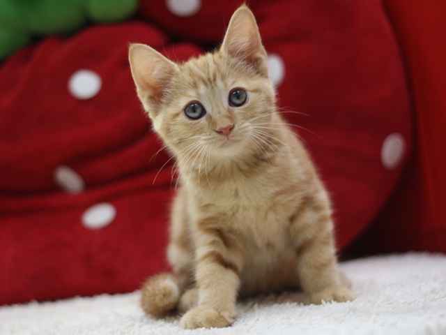 マンチカンの子猫画像