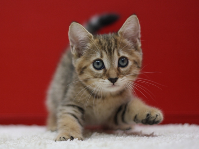 マンチカンの子猫画像