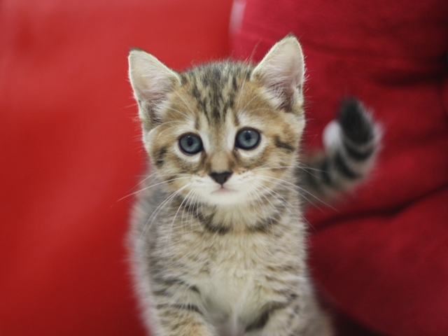 マンチカンの子猫画像