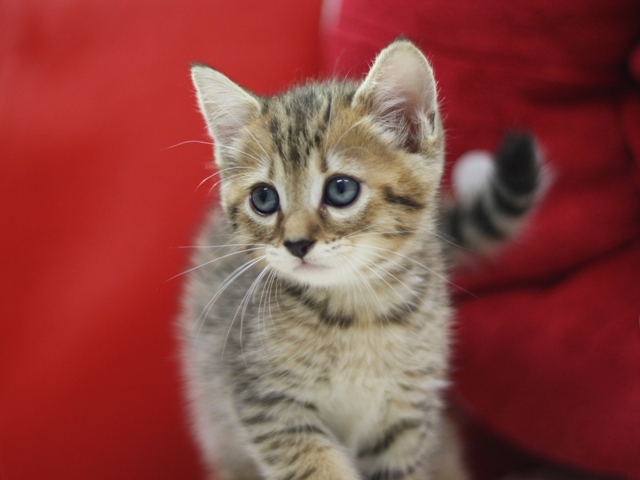 マンチカンの子猫画像