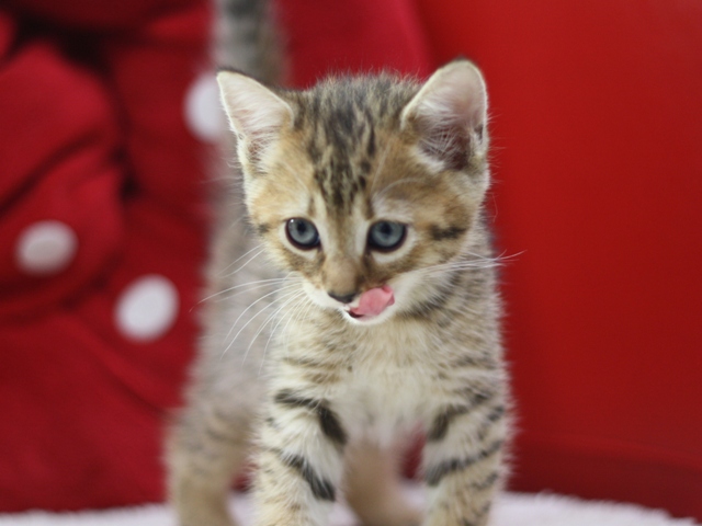 マンチカンの子猫画像